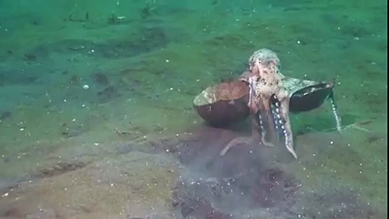 Amazing sea creature