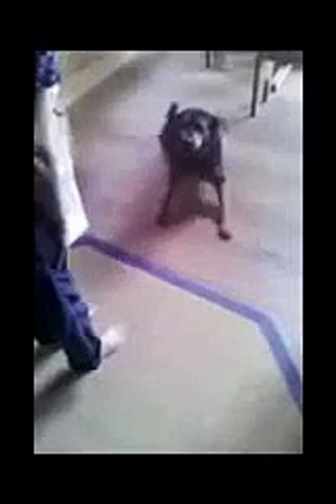 Video drole    drole de video,chat drole,video drole  iZZZrRNb3Y low