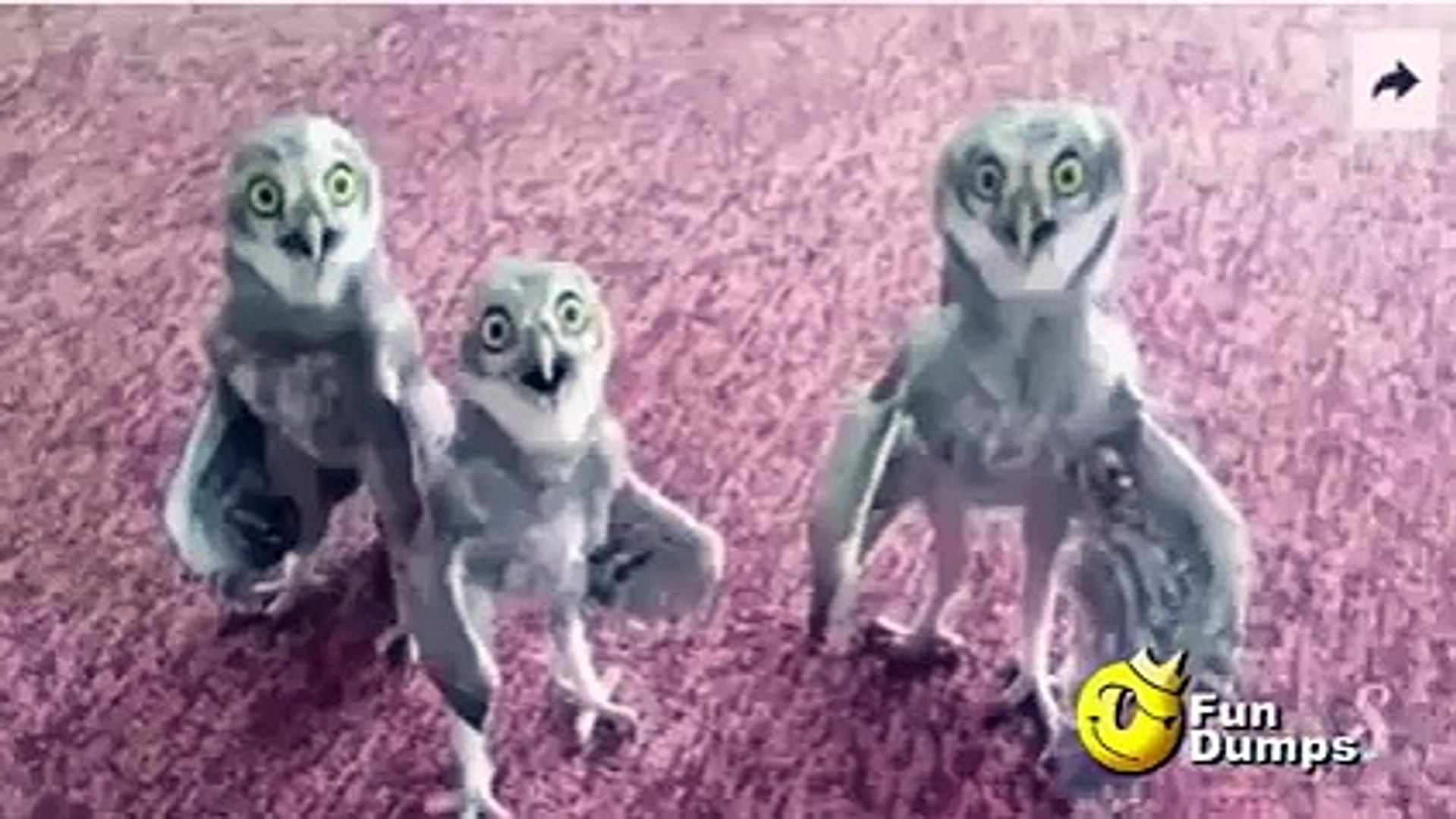 ⁣Amazing funny Owls