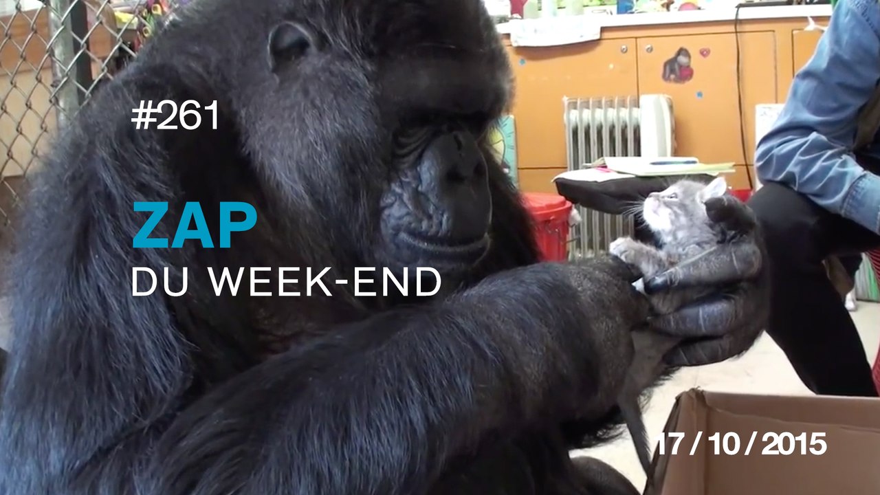 ZAP DU WEEK-END #261 : Double Backflip Superman - Travis Pastrana / Koko le gorille est ses nouveaux amis /