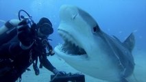 GoPro: Petting A Tiger Shark