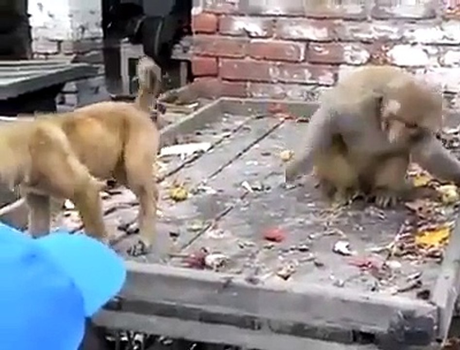 monkey funny video