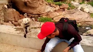 monkey funny video