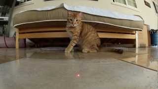 GoPro: Cats vs. Laser
