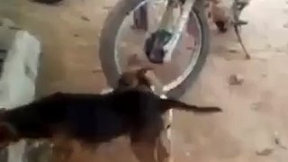 dog funny video