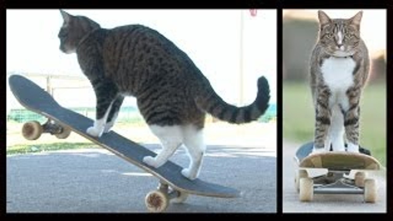 Worlds Best Skateboarding Cat! Go Didga Go!