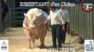 1293 kg
