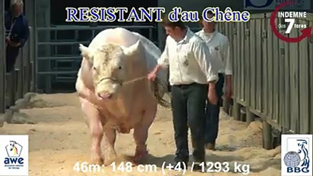 1293 kg