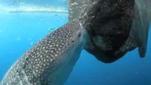 Whale shark sucks fish out of hole in fishing net | Shark Week - Conservation Internationa