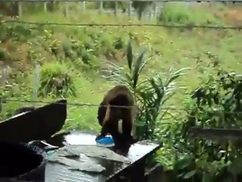 Monkey is Washing the Clothes