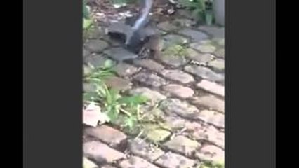 Rat catches and kill pigeon