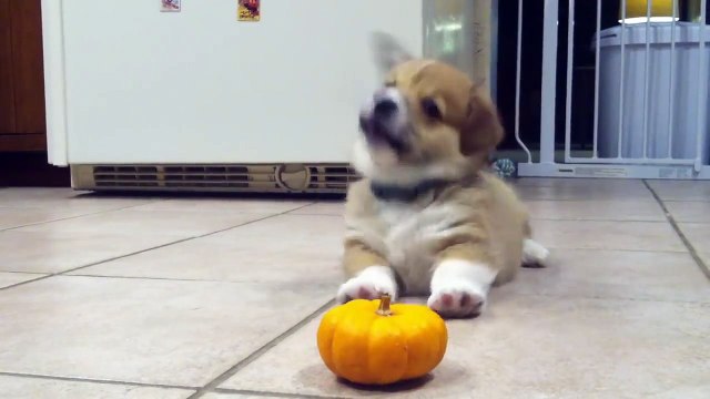 Cute Corgi Puppy hates this mini Pumpkin... Sick of Halloween? We all are!! Woof Woof!!