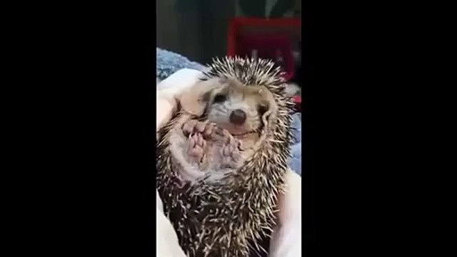 Yavru kedi oyuncak kediyle oynuyor - Funny videos - Komik videolar