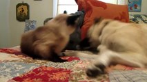 ► Gato Boxeando A Un Perro - Quien Ganara - humor gatos - video divertido gatos - risa gatos