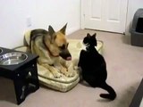 ► Gato Loco Ataca Perro ► NO TIENE MIEDO! humor gatos - video divertido gatos - RISA GATOS