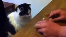 ★ ¡¡Este Gato Es Un GENIO! ★ VIDEO DE GATOS JAMAS VISTO - VIDEO DE GATOS DIVERTIDOS