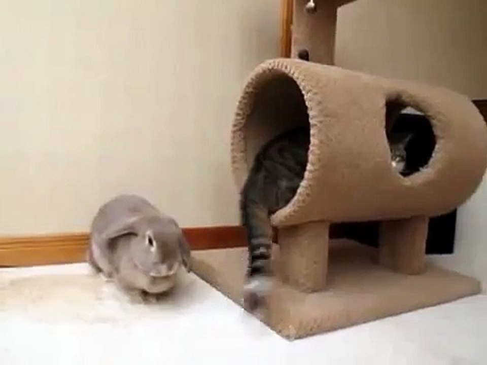 ★ Conejo Loco Ataca al Gato ★ El Mundo Al reves! ★ - humor gatos - video divertido gatos