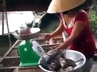 Uzakdoğuda fareli bir yemek yapılışı - Funny videos - Komik videolar