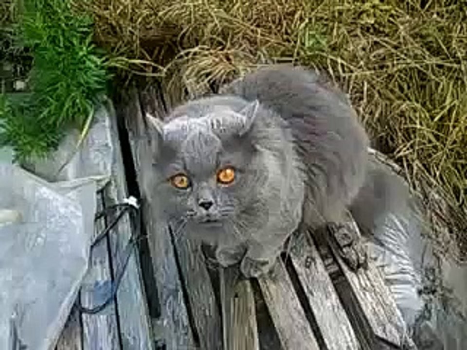 Saben Que Le Pasa A Este Gato ★ humor gatos - video divertido gatos chistosos risa gato