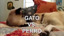 TOP 5 Peleas De Gatos! ► A CUAL ELIGES Gatos peleando, gatos locos, gatos divertidos