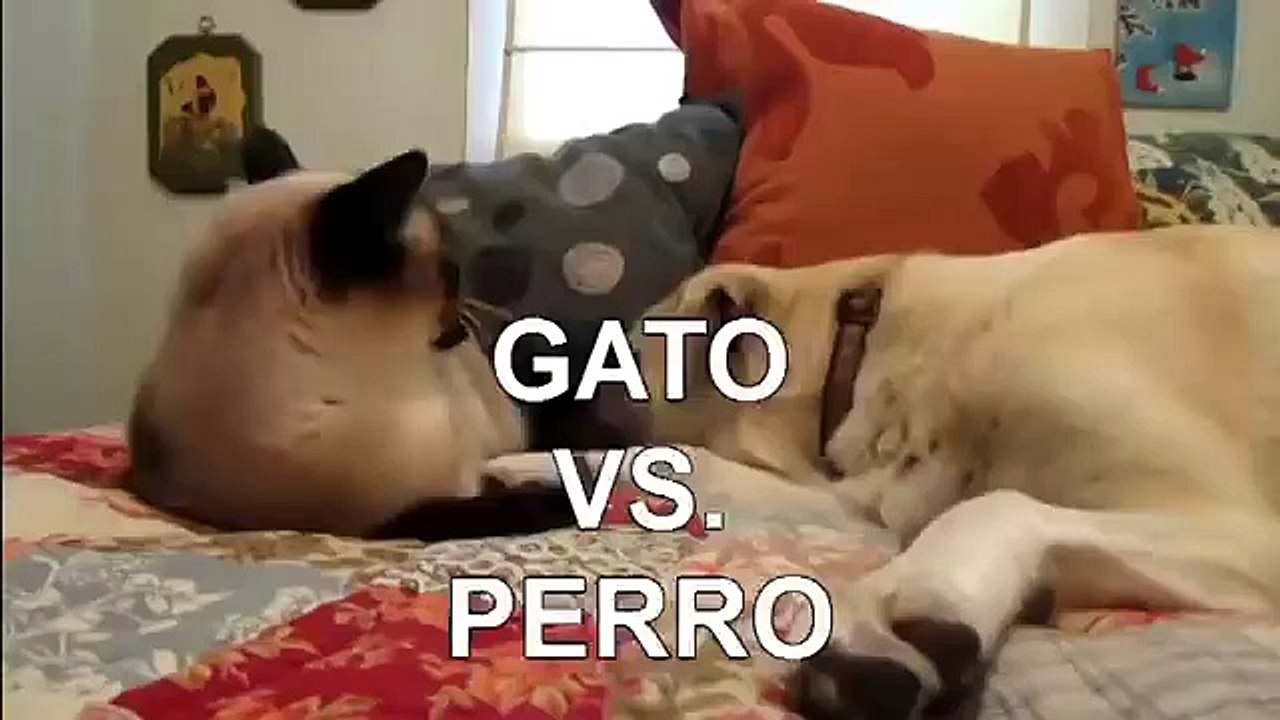 TOP 5 Peleas De Gatos! ► A CUAL ELIGES Gatos peleando, gatos locos, gatos divertidos