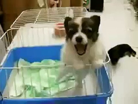 Y Dicen Que Los Perros No Hablan ★ Perros Locos Humor Divertidos Chistosos risa