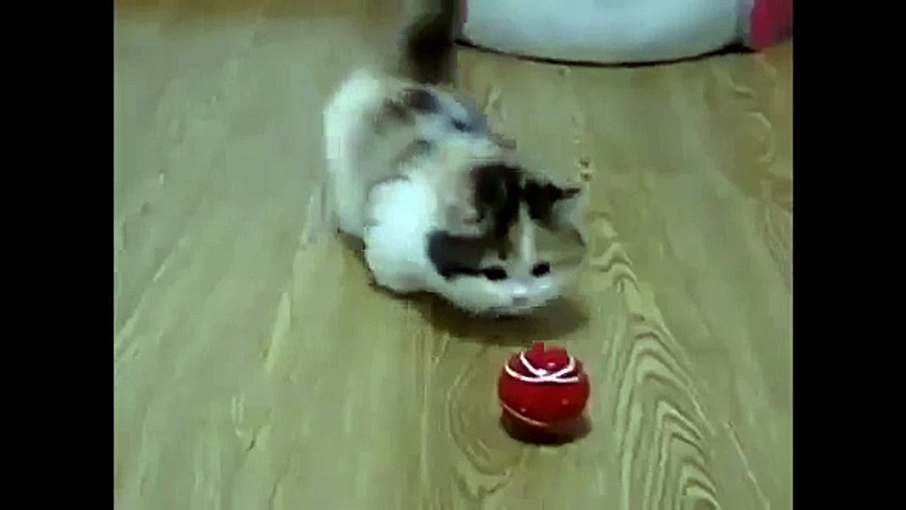 ROUND 5 ♥ Gato Tierno Vs. Perro Tierno ♥♥ A CUAL ELIGES Perrito Tierno o Gatito Tierno