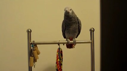 Parrot Says "F**k You"
