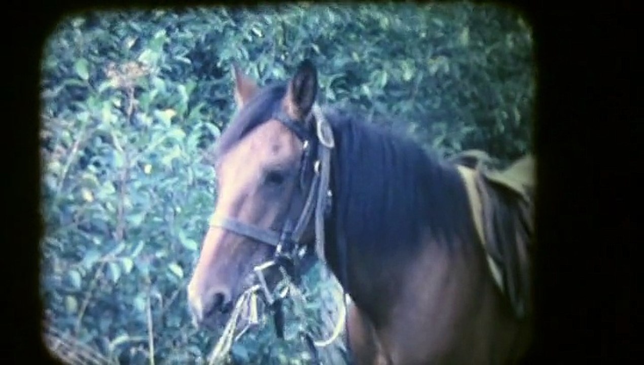 Séance équitation  (1968 - Ouerre)