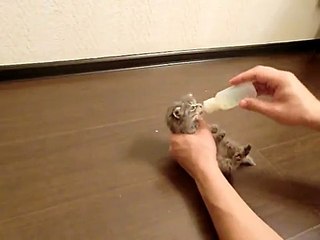 Котик пытается поужинать