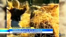 Toddler Plays With Gorilla: Caught on Tape | Good Morning America | ABC News