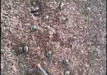 Giant Insect Hatching From an Egg