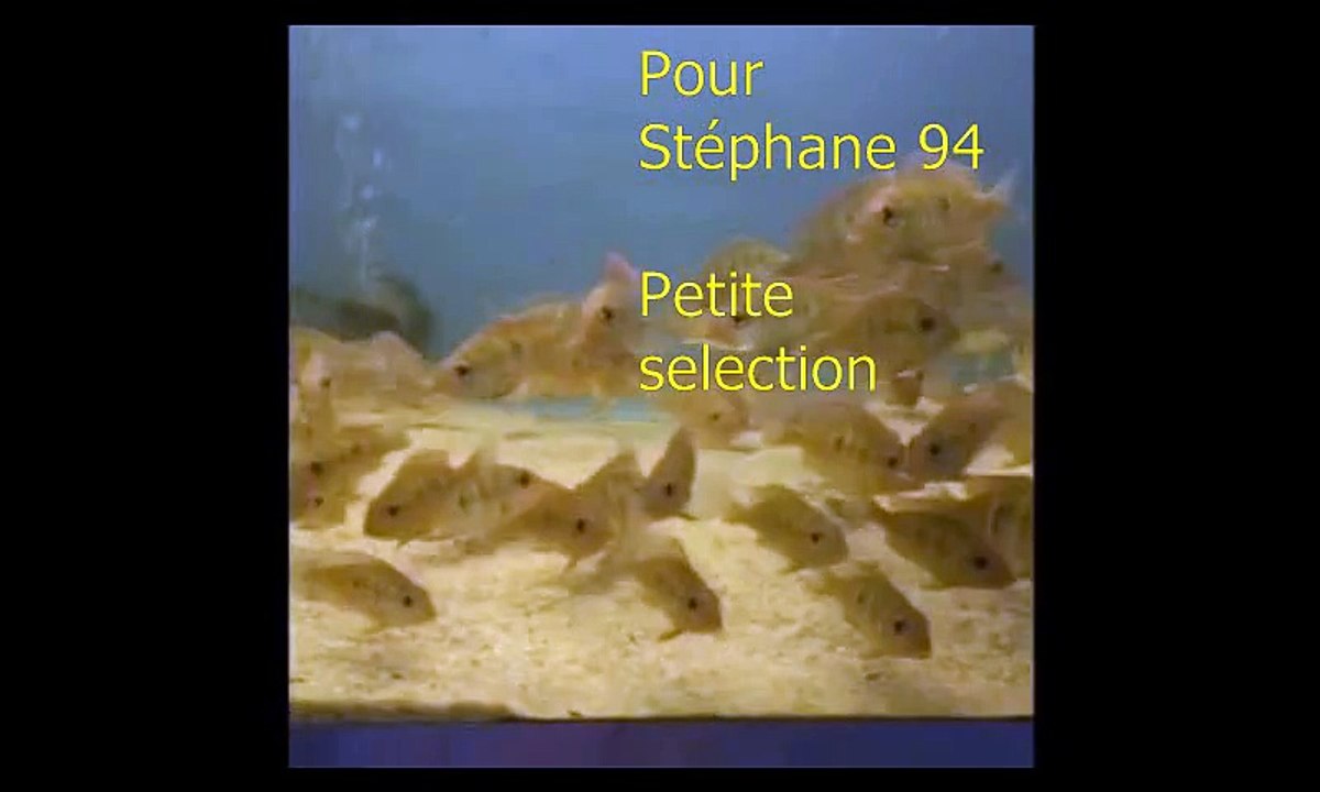Geophagus red head 18 10 2015