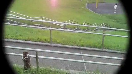 Cat sitting relaxed funny video