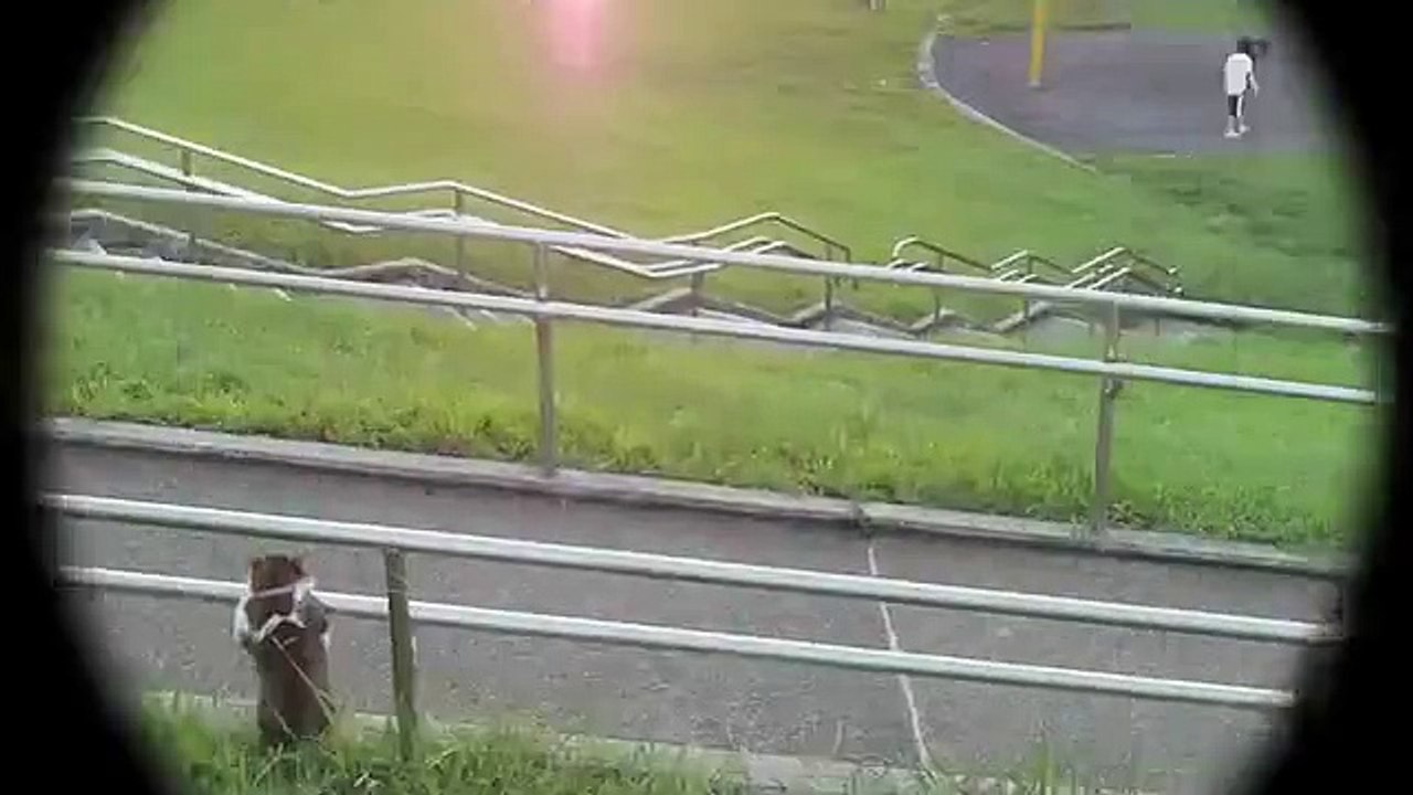 Cat sitting relaxed funny video
