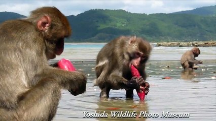 5 Animals Who Taught Themselves Eerily Human Skills