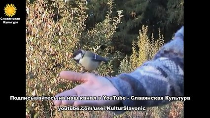 Светлаяна (Рита Воронцова) — Солнце встает