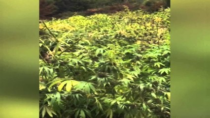 MBULIM OPERACIONI ANTI DROGE