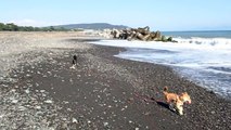 柴犬なつとあんみつ海で遊ぶ