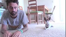 A Funny Chihuahua Imitates His Owner's Yoga Positions