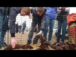 Foire Saint-Luc 2015