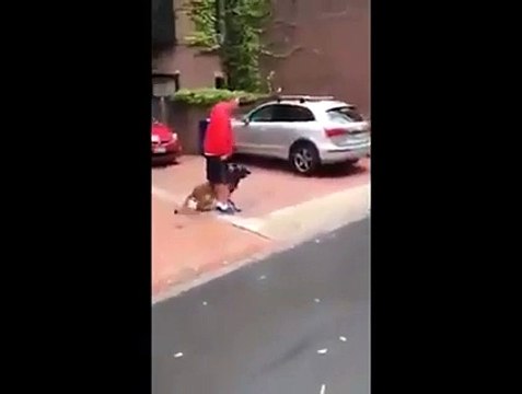 Amazing cop Guard Dog With Excellent Training!