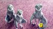 Hilarious baby owls singing hip hop song