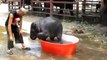 Bath for the elephant. Funny elephant takes a bath