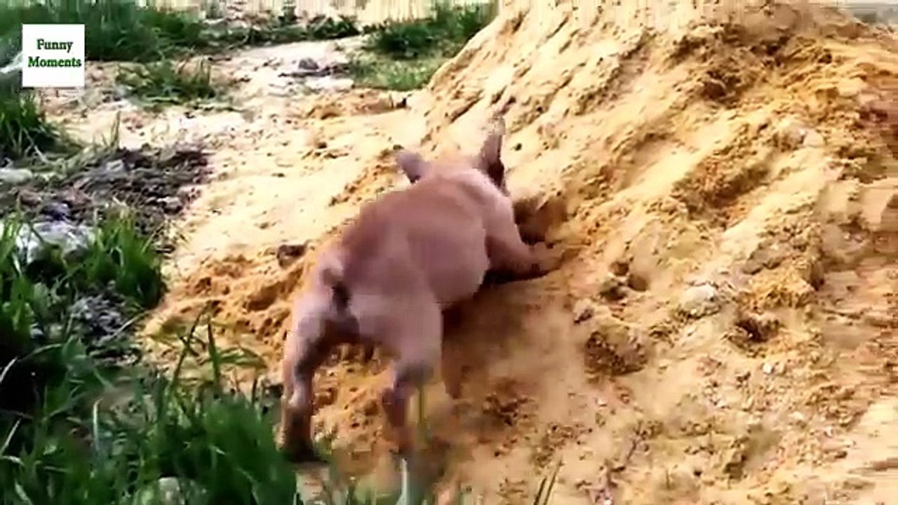 Bulldogs annealed. Fun with bulldogs