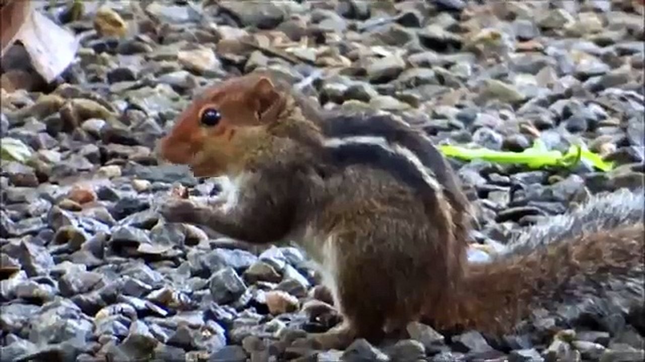 Chipmunk trapeznichat. Funny chipmunk eating nuts