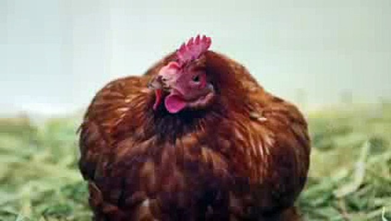 Meet Betty, First Chicken on Twitter!