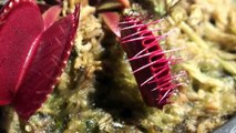 Flesh Eaters  Carnivorous Plants Lure Insects Into Their ...