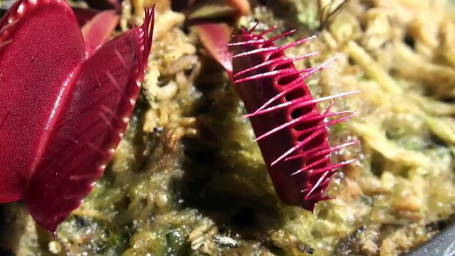 Flesh Eaters Carnivorous Plants Lure Insects Into Their ...