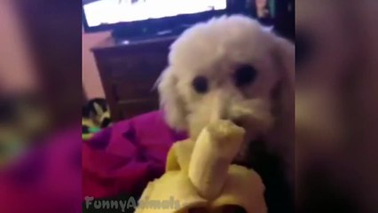 Funny Dogs Eating Compilation